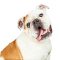 bulldog-with-open-mouth-tilting-head-in-studio-2026-01-05-01-13-20-utc-scaled.jpg