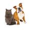 cute-bulldog-and-grey-cat-posing-together-2026-01-05-01-08-08-utc.jpg cute-bulldog-and-grey-cat-posing-together-2026-01-05-01-08-08-utc.jpg