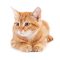 cute-orange-tabby-kitten-resting-curled-up-2026-01-07-02-28-07-utc-scaled.jpg