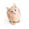 ginger-cat-looking-up-on-white-background-2026-01-05-01-08-52-utc-scaled.jpg